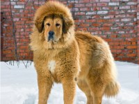 Tibetan Mastiff thumbnail